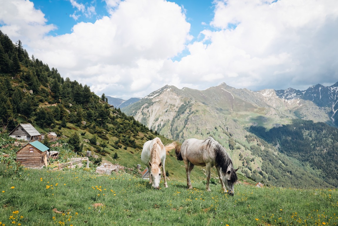 Cerem to Doberdol trail: Horses eating grass